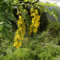 Calpurnia aurea (Aiton) Benth.